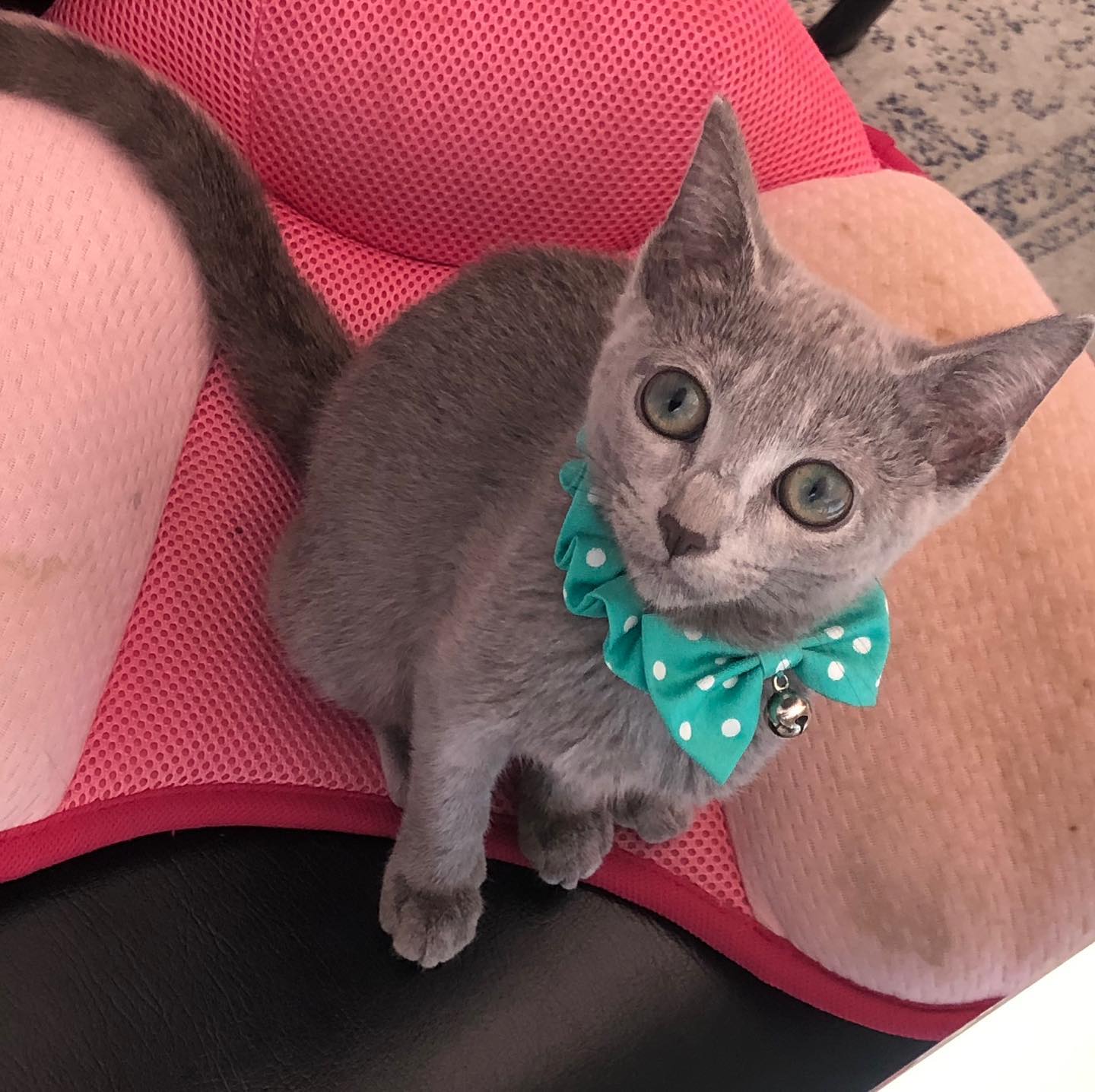 Russian Blue parent profile guidance