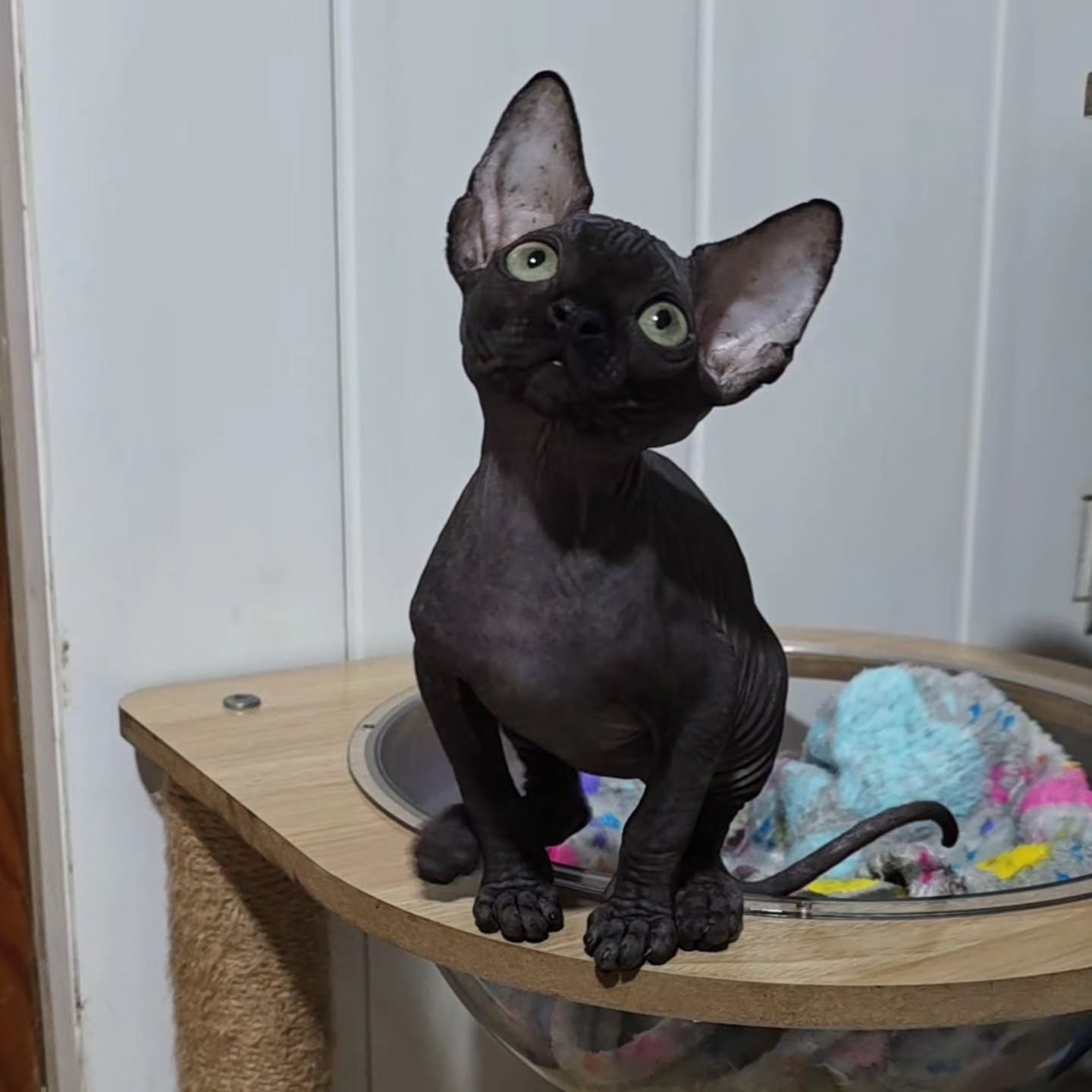 Sphynx parent profile guidance