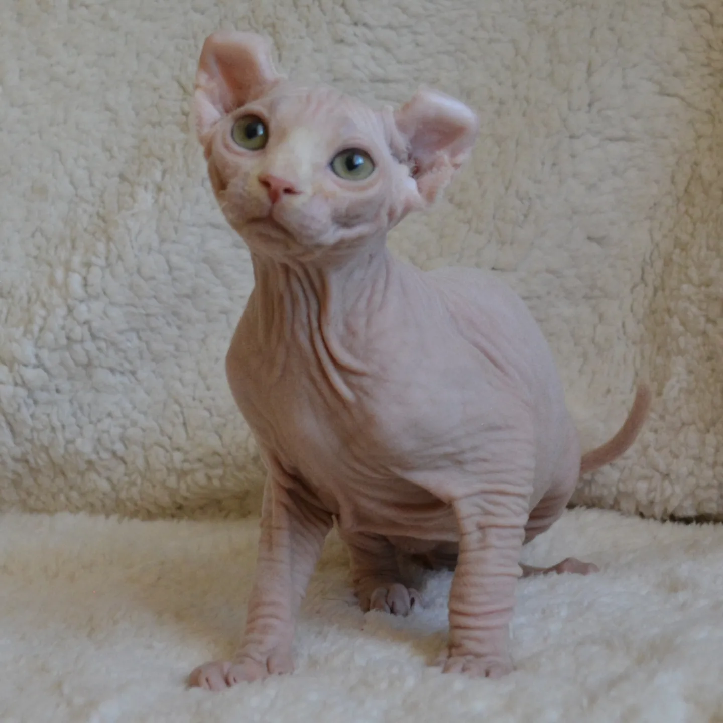 Elite Cat Breeders breed gallery