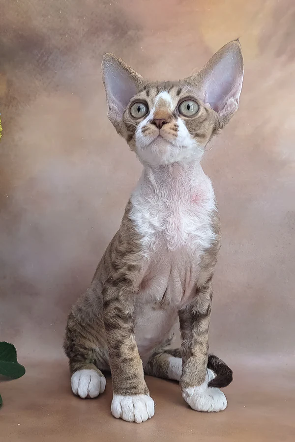 Fred — Devon Rex Male