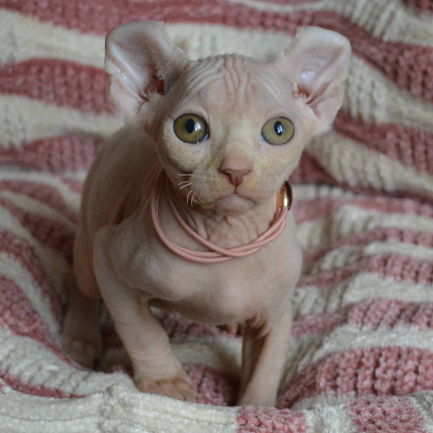 Elite Cat Breeders breed gallery