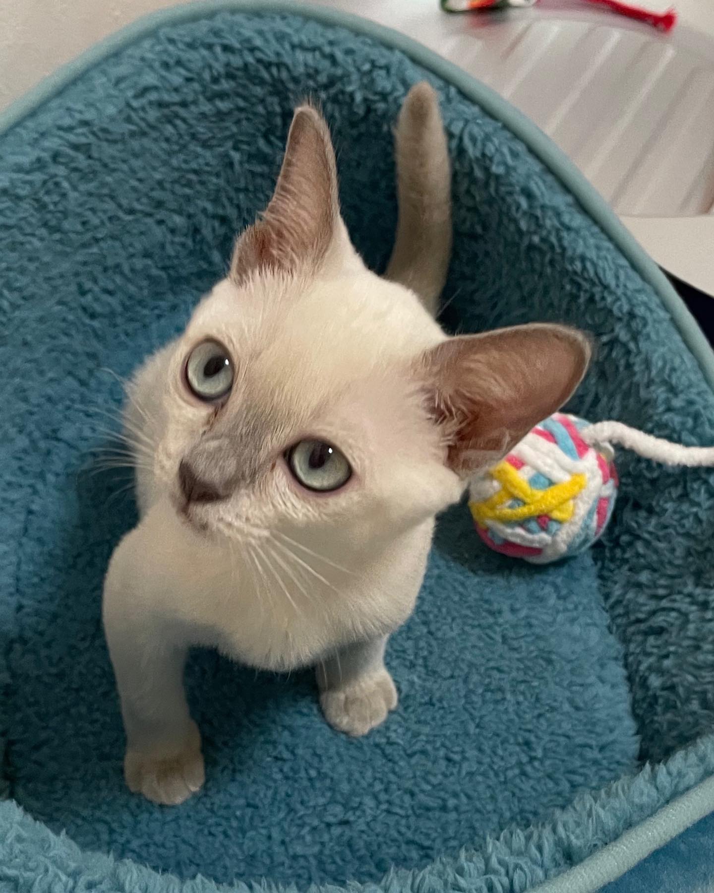 Elite Cat Breeders breed gallery