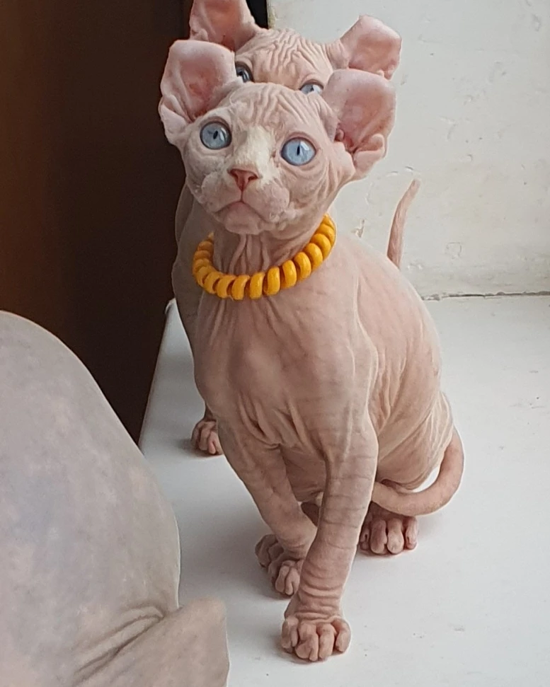 Elite Cat Breeders breed gallery