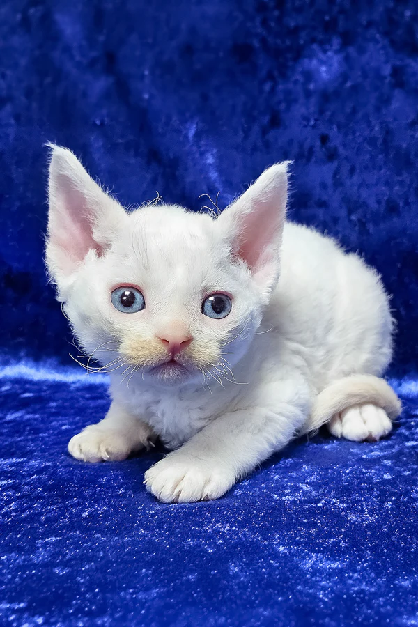 Greg — Devon Rex Male