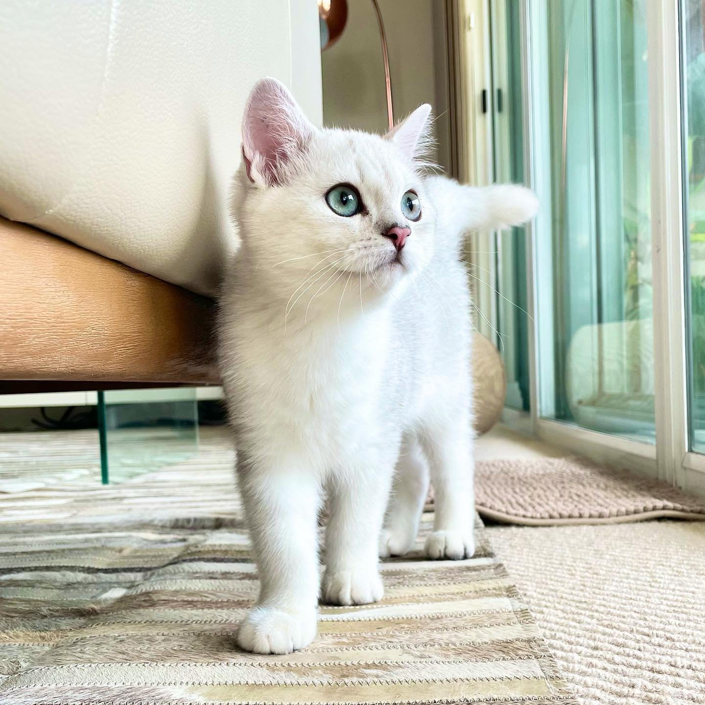 Hana — British Shorthair Female
