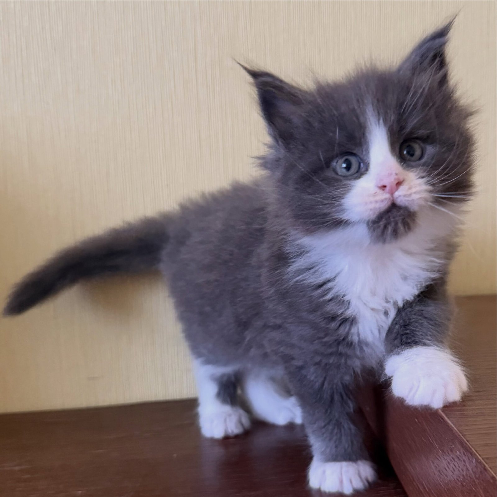 Hazel — Maine Coon Female