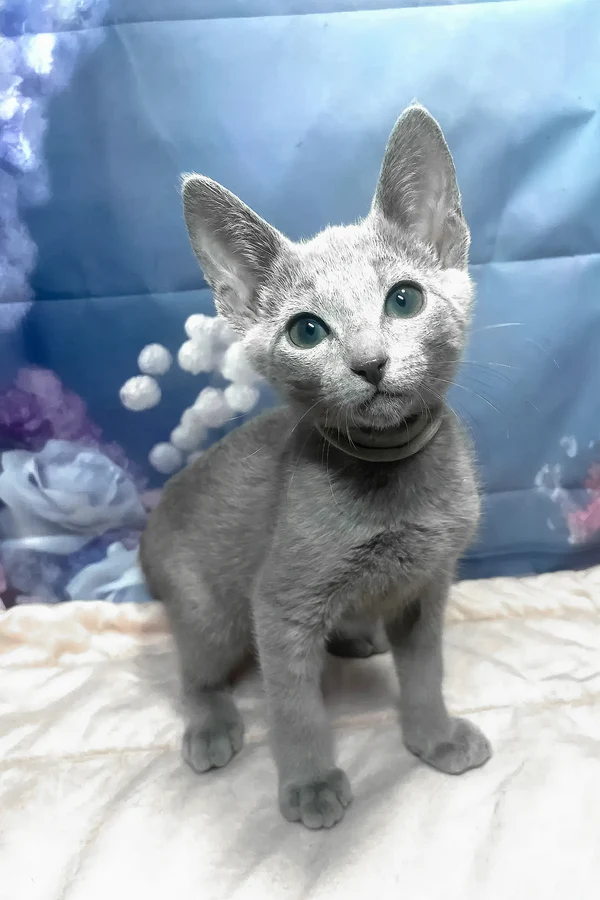Elite Cat Breeders breed gallery