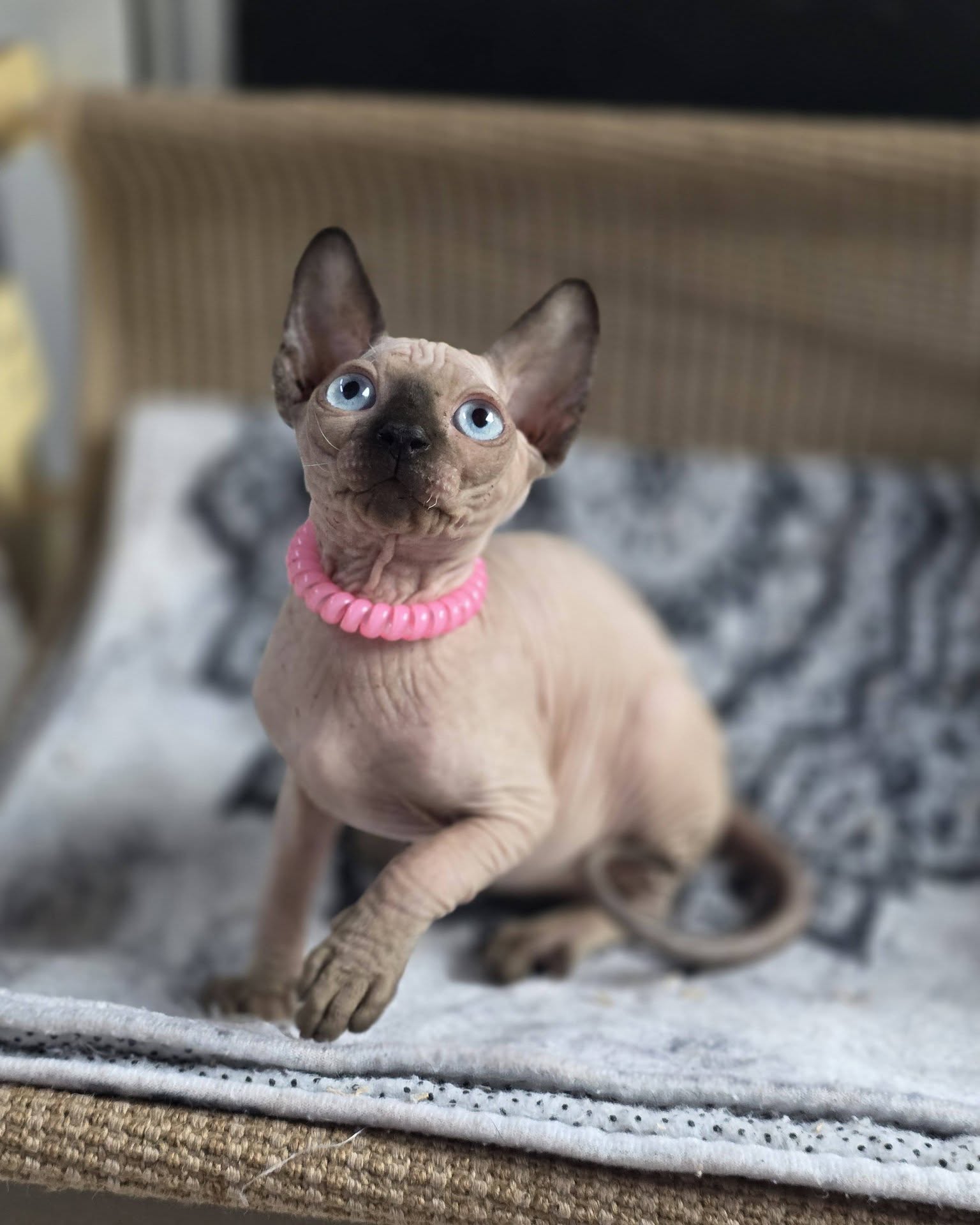 Elite Cat Breeders breed gallery