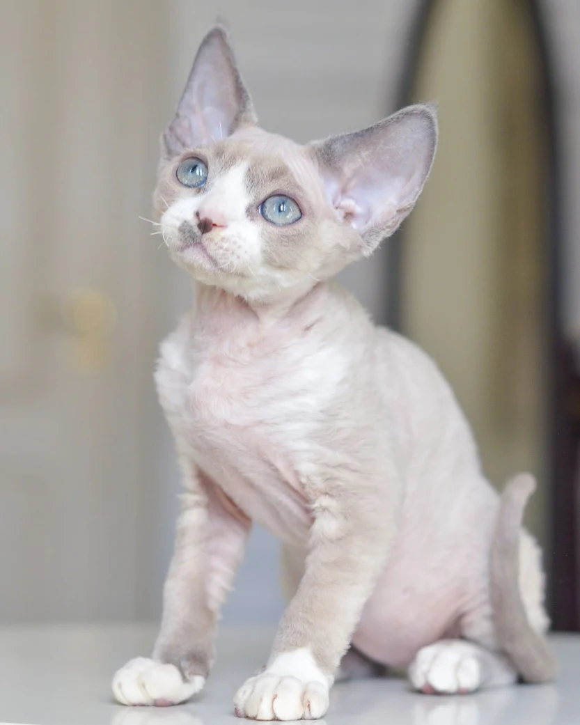 Infinity — Devon Rex Male