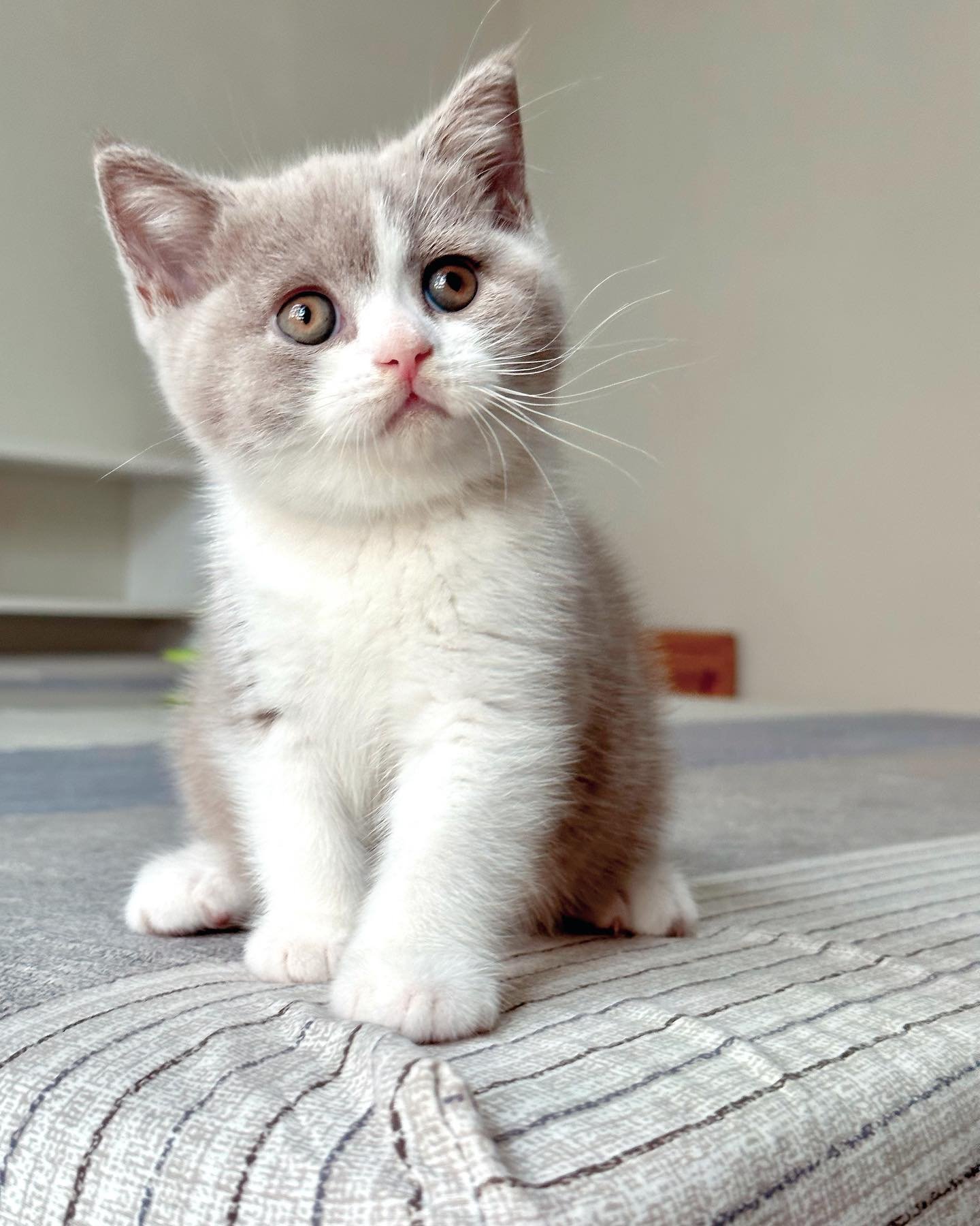 Isidro — British Shorthair Male