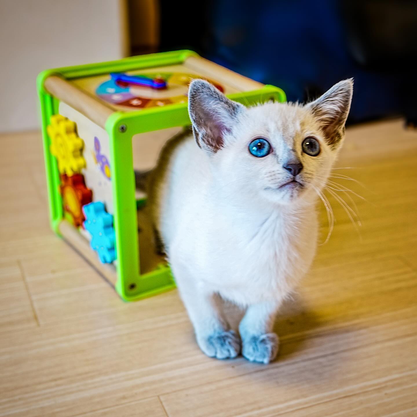Elite Cat Breeders breed gallery