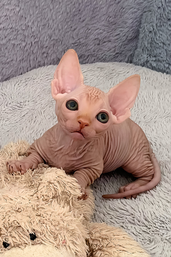Elite Cat Breeders breed gallery