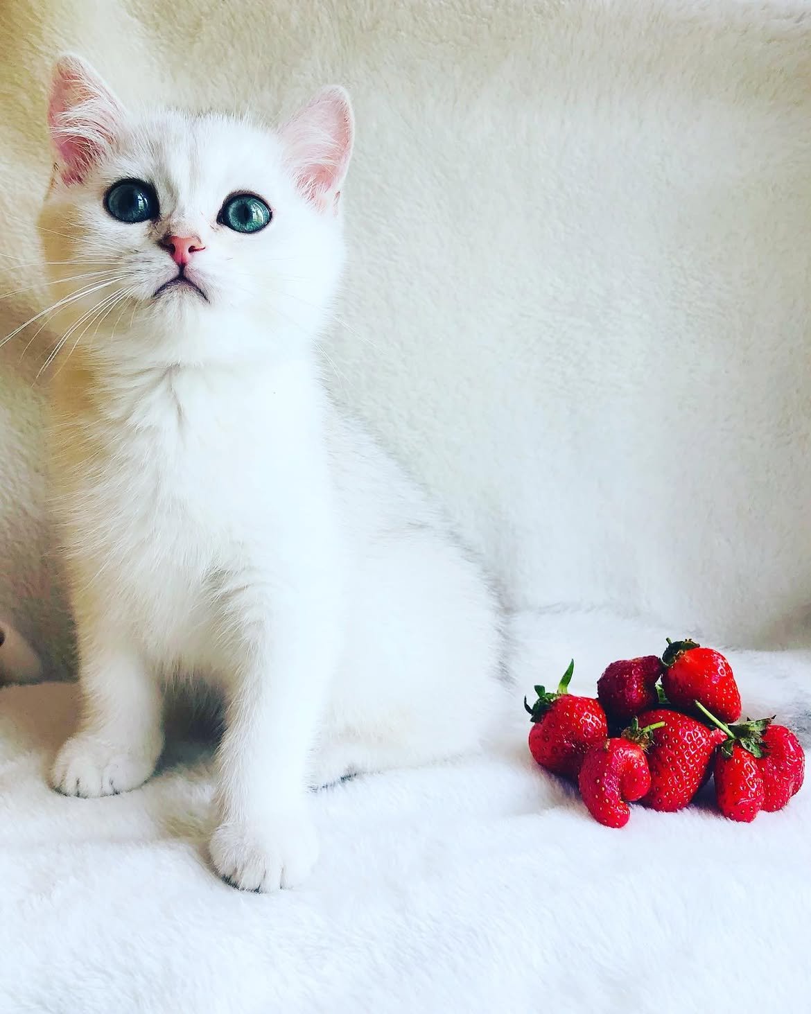 Kelvin — British Shorthair Male