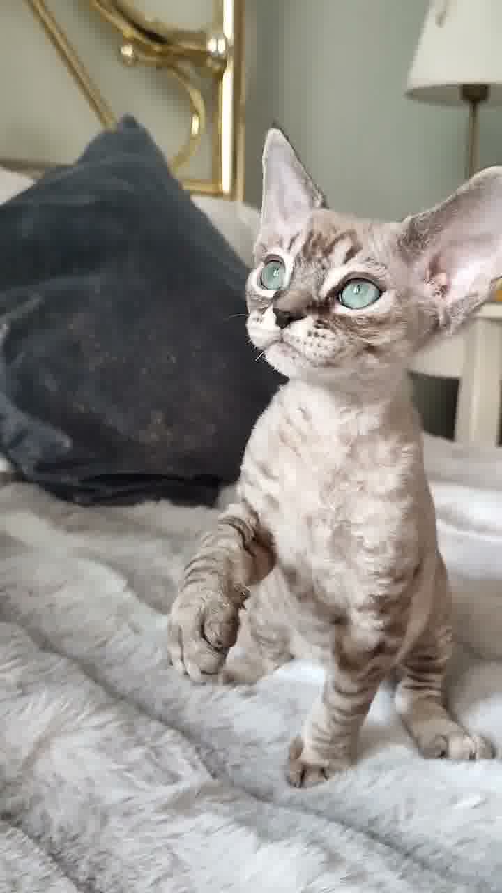Kilian — Devon Rex Male