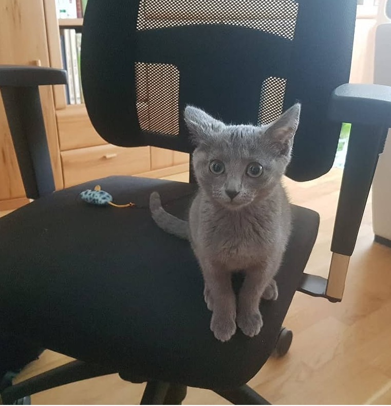 Elite Cat Breeders breed gallery