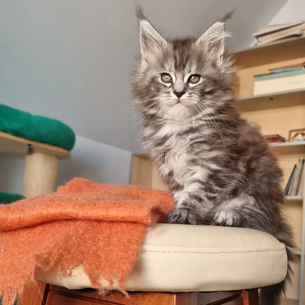 Lia — Maine Coon Female