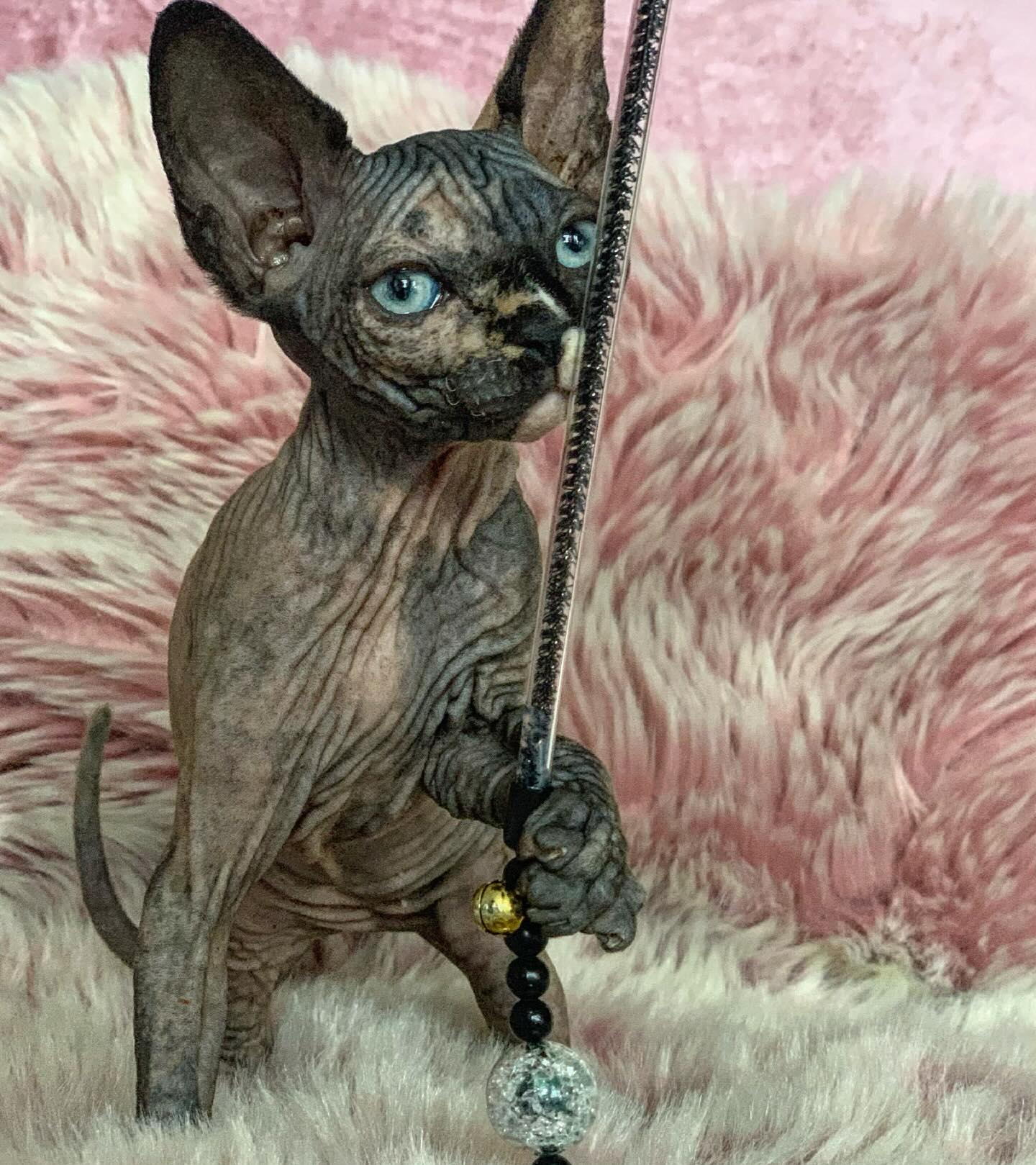 Lila — Sphynx Female
