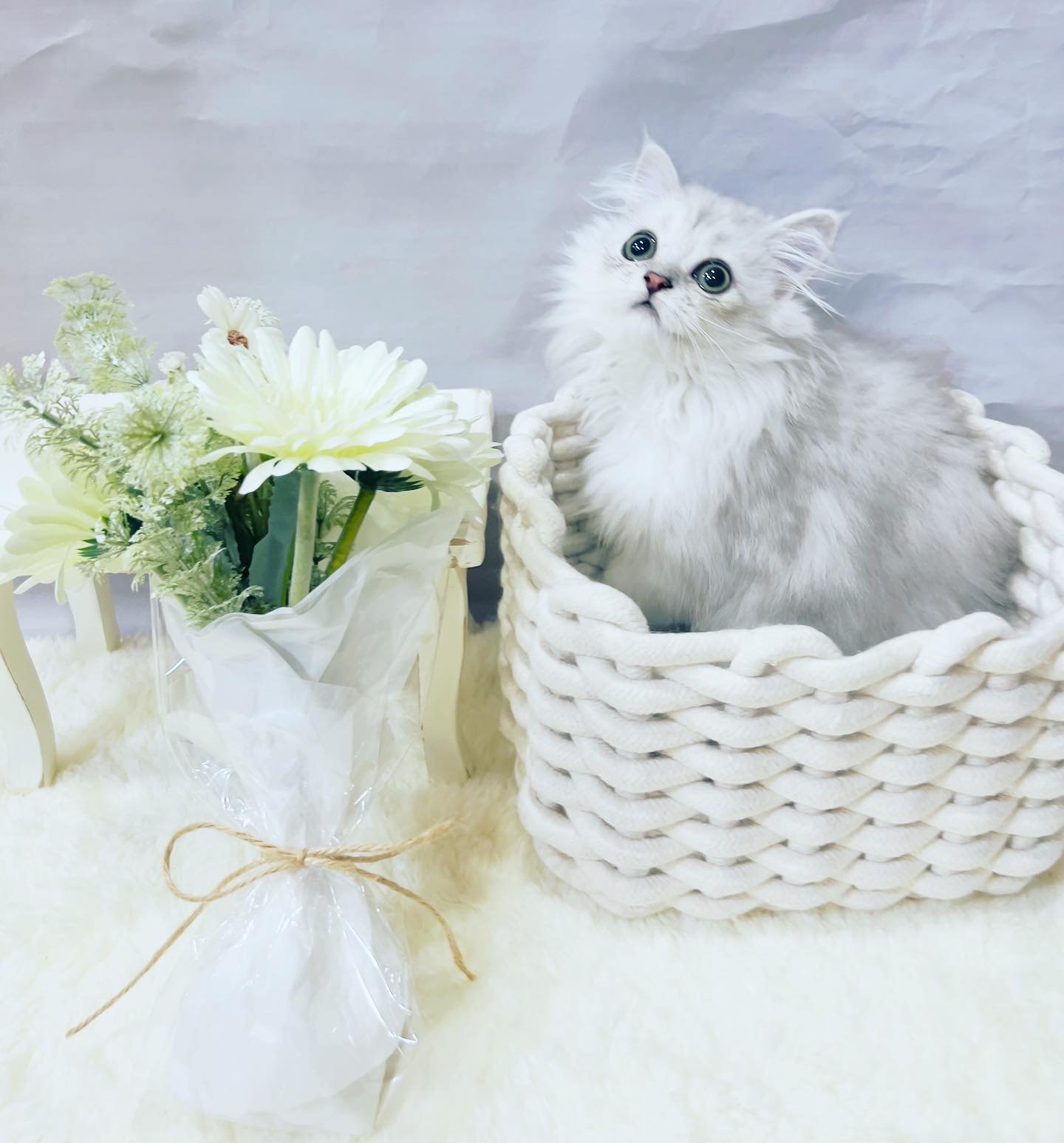 Lily — Persian Female
