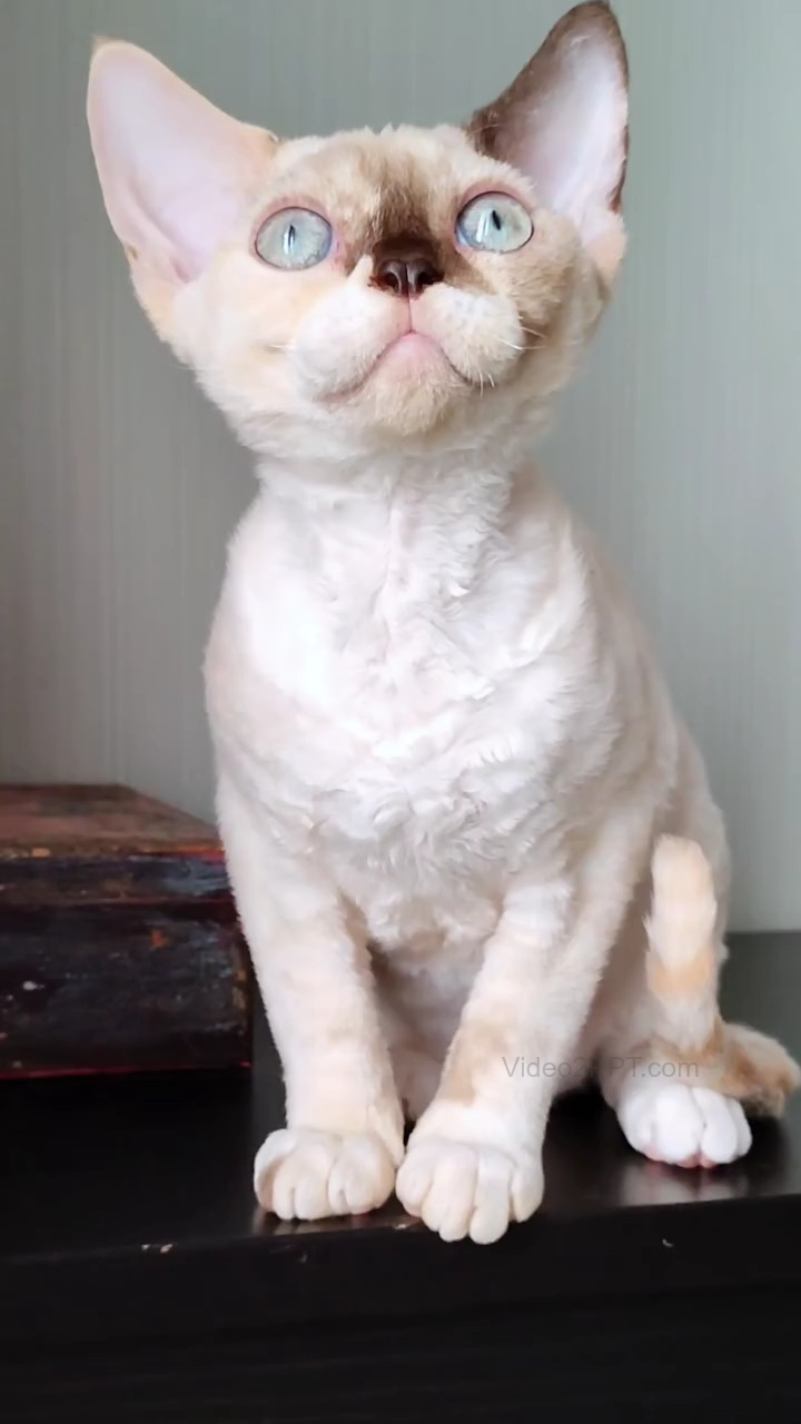 Lucia — Devon Rex Female