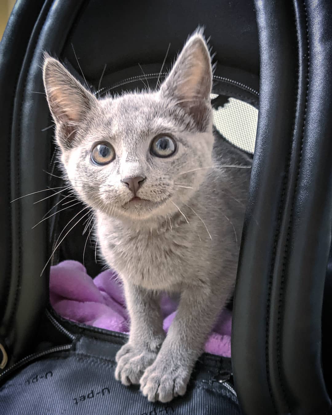 Lyon — Russian Blue Male