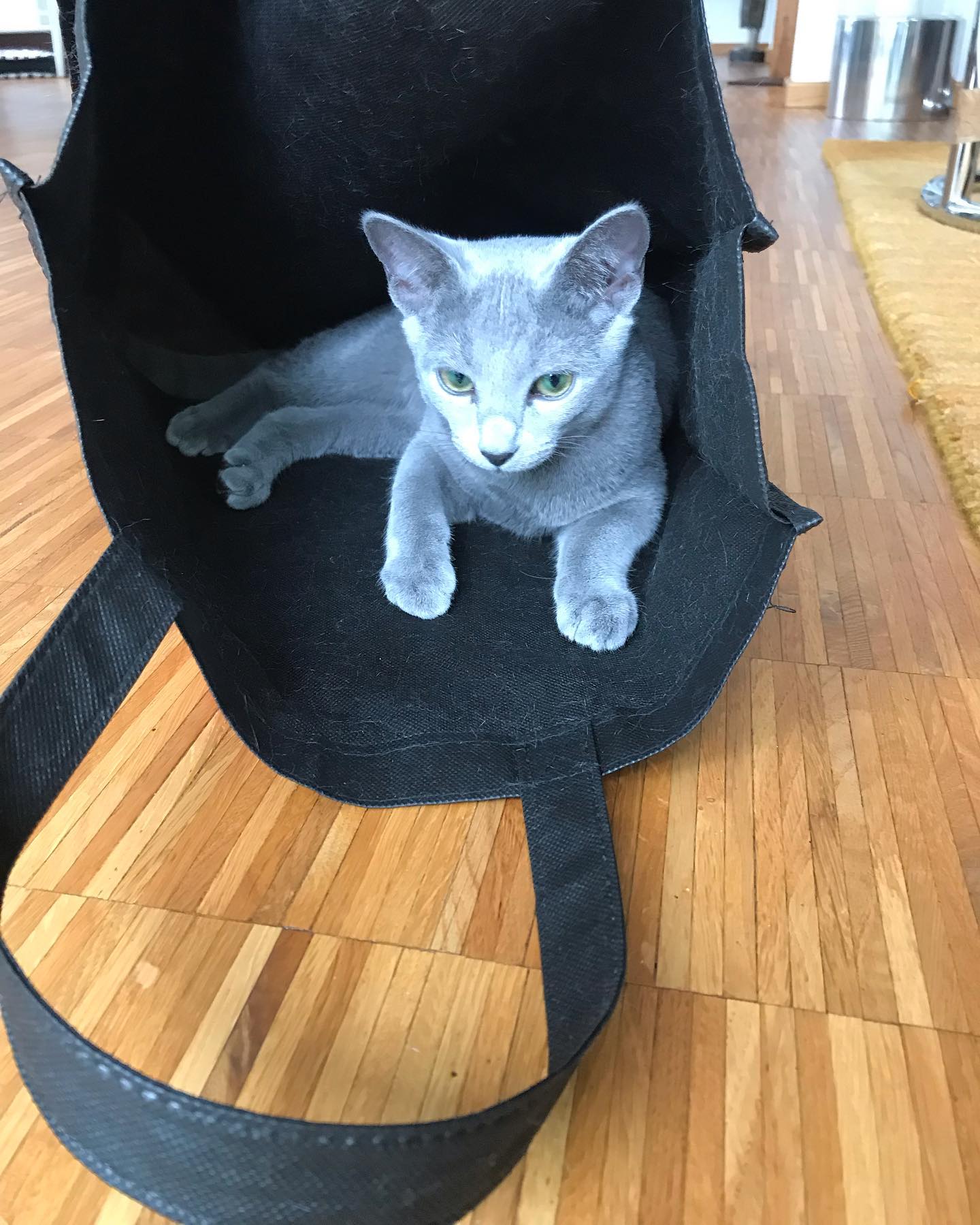 Mabel — Russian Blue Female