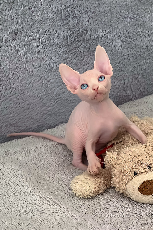 Manuel — Sphynx Male