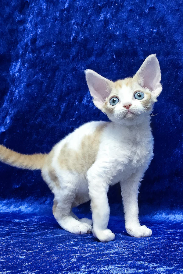 Mateo — Devon Rex Male