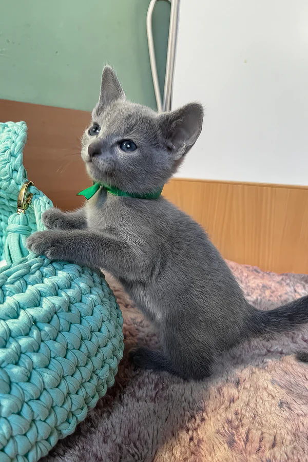 Mati — Russian Blue Male