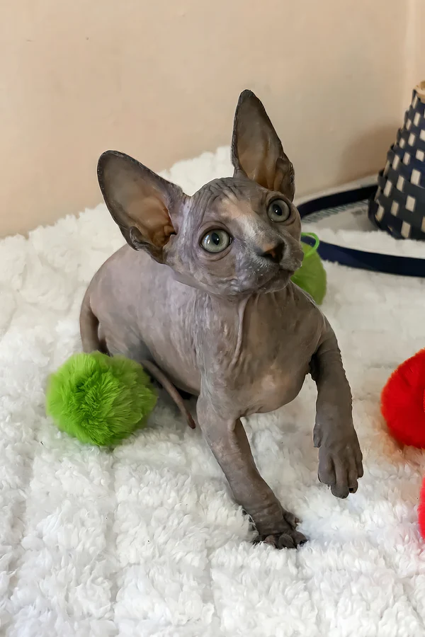 Matilde — Sphynx Female