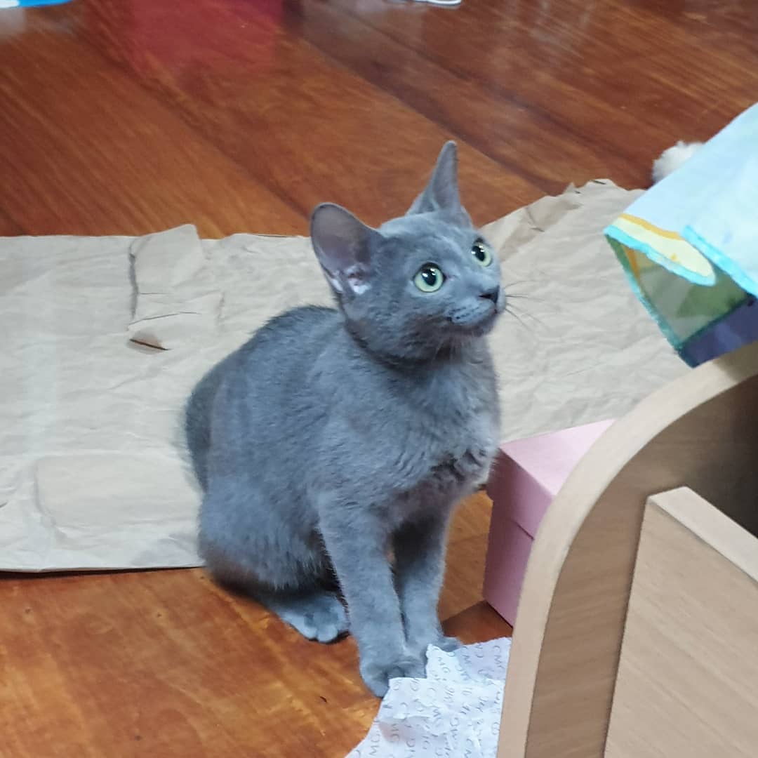 Micha — Russian Blue Male