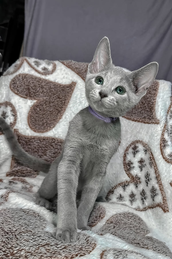 Miles — Russian Blue Male