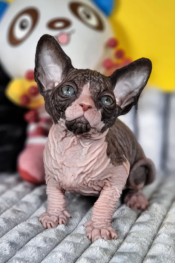 Montez — Sphynx Male