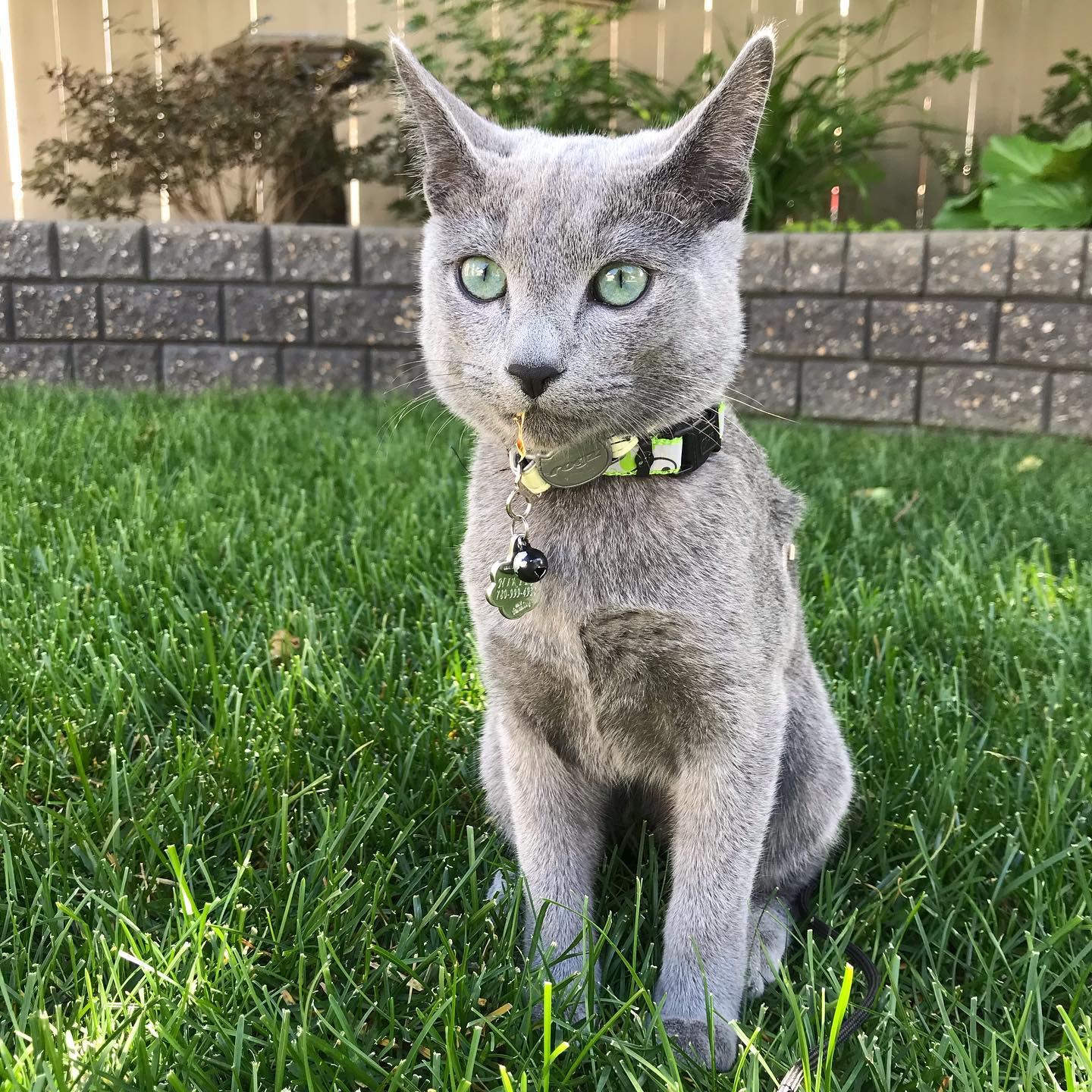 Nikita — Russian Blue Female