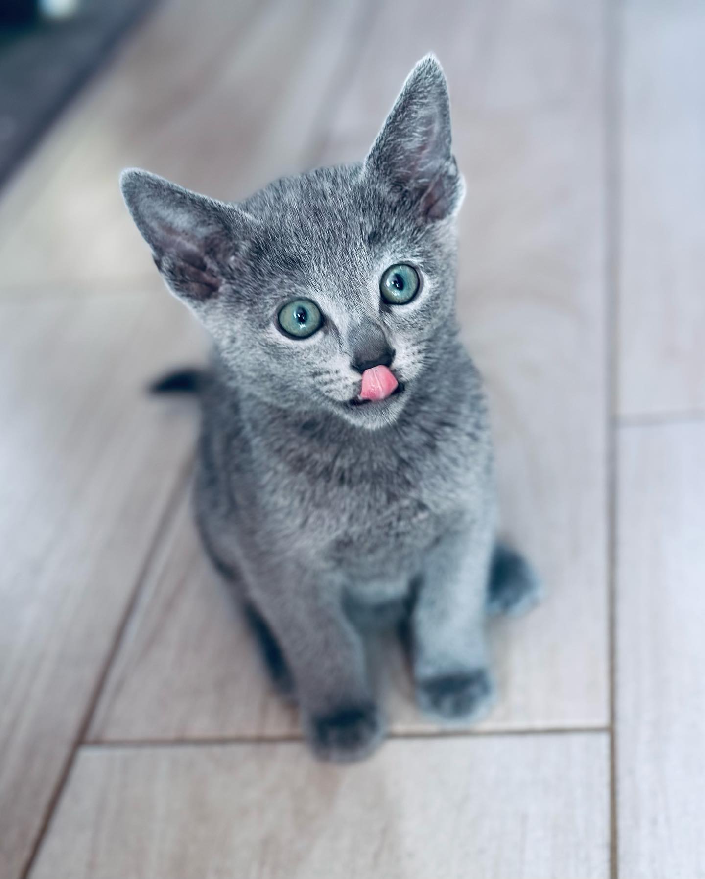 Nikos — Russian Blue Male
