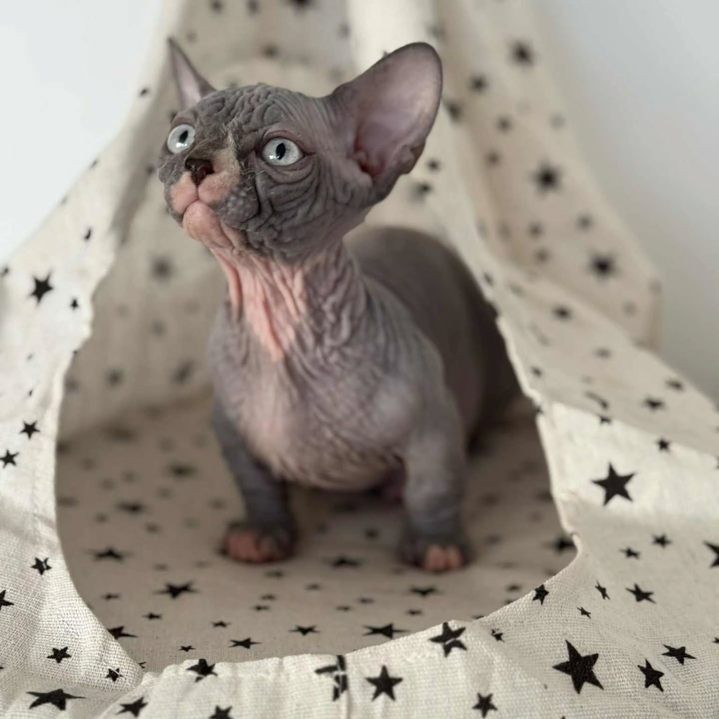 Nixon — Sphynx Male