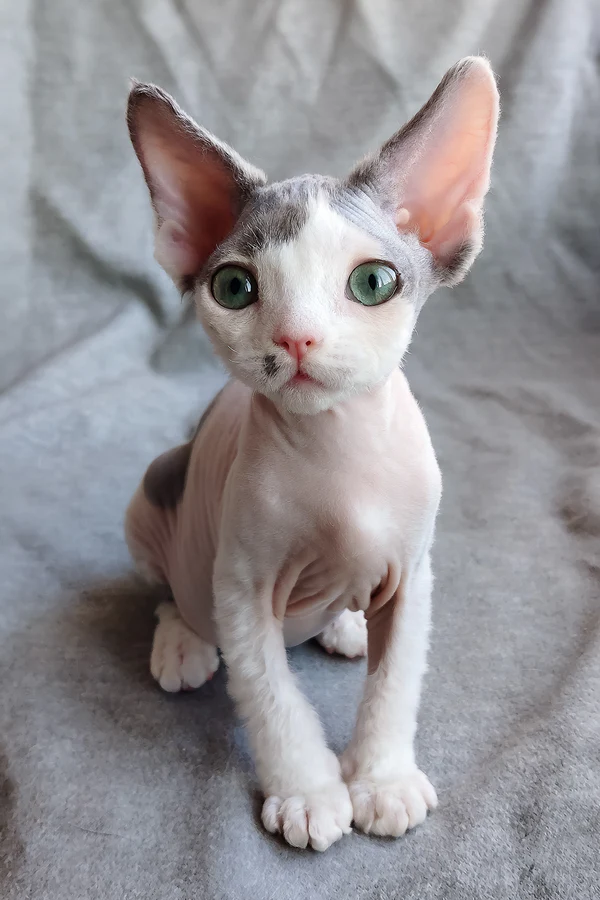 Olivia — Devon Rex Female