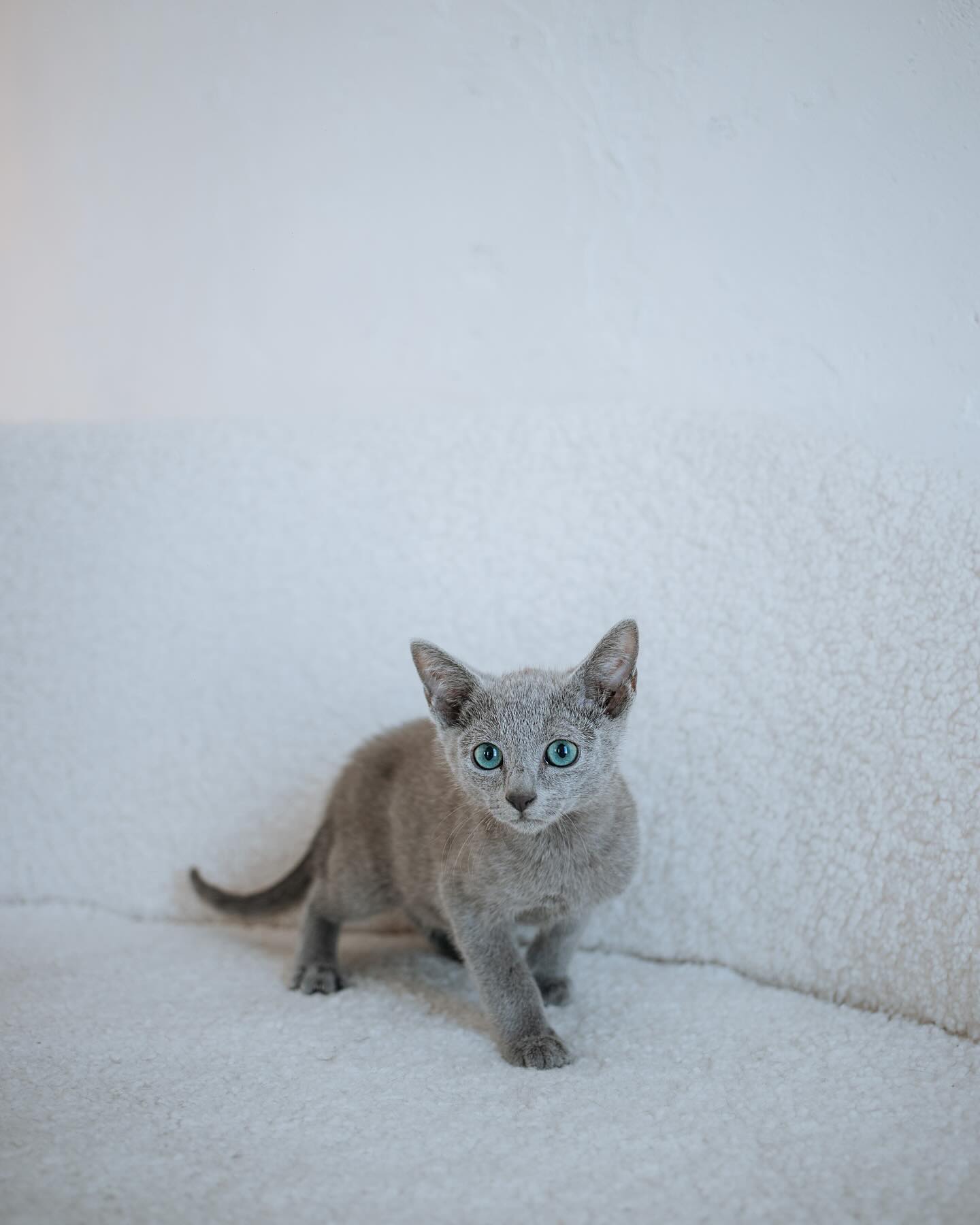 Paris — Russian Blue Male