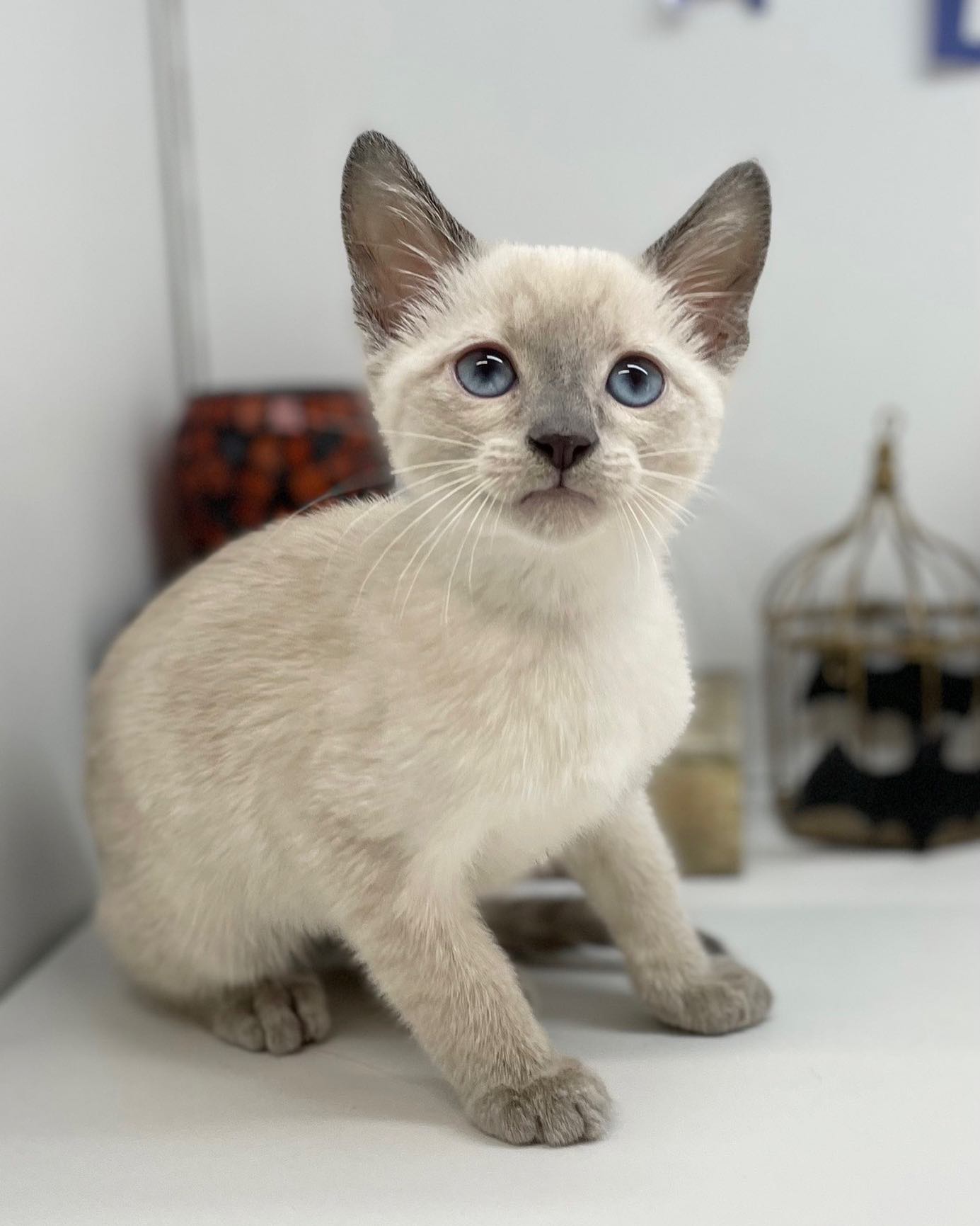 Peace — Russian Blue Female
