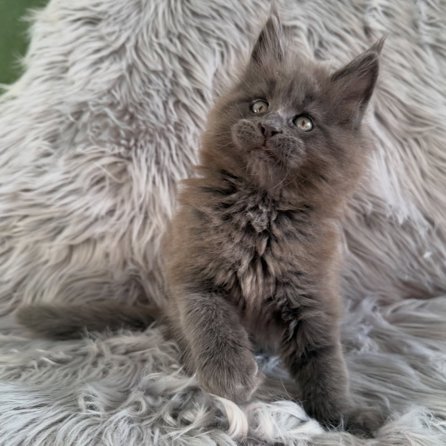 Pedro — Maine Coon Male