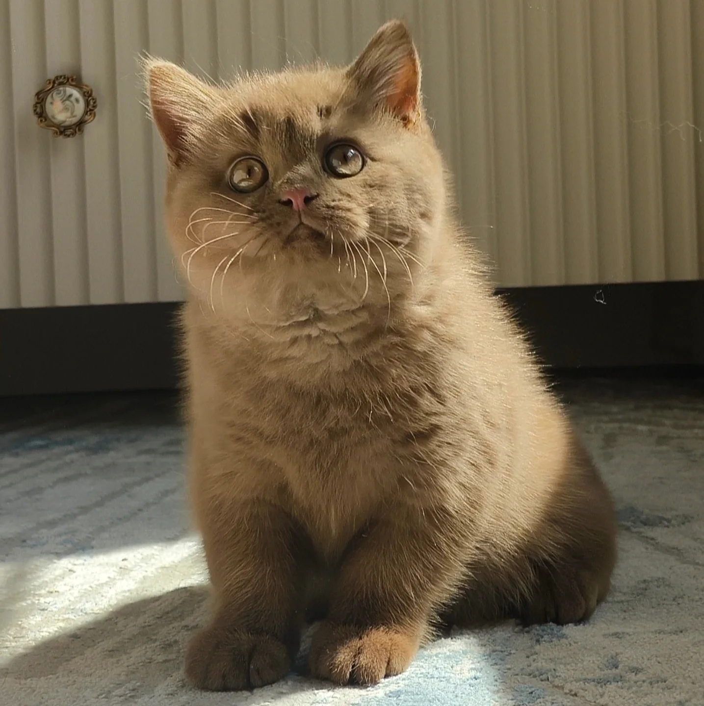 Perez — British Shorthair Male