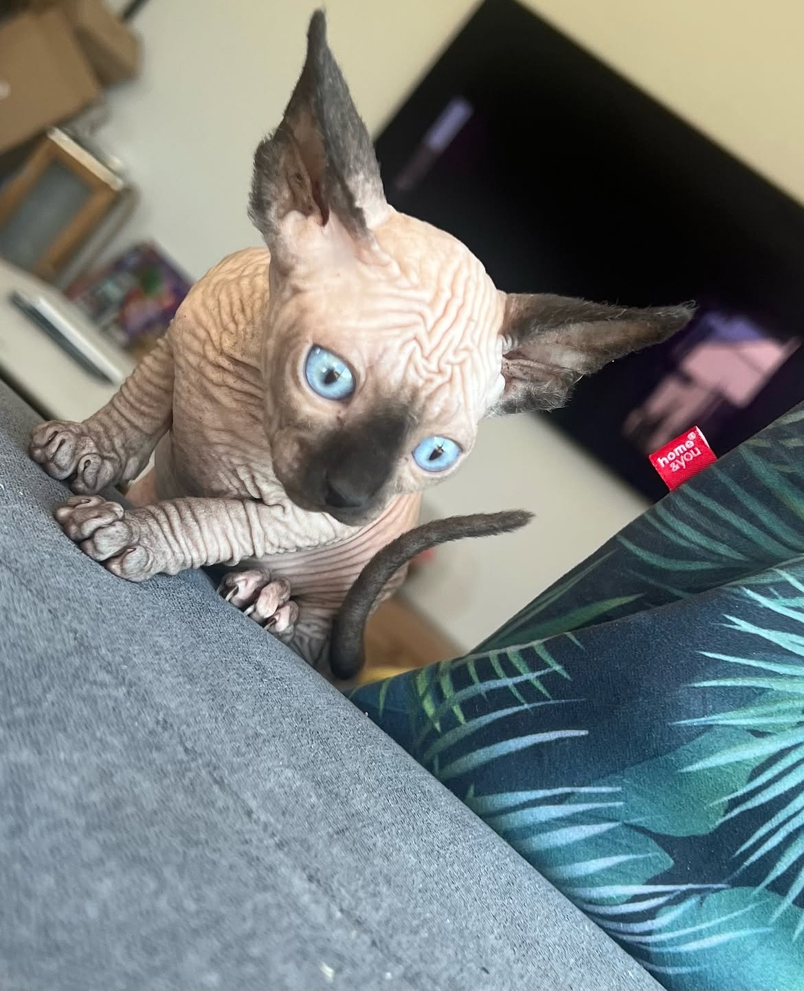 Perla — Sphynx Female