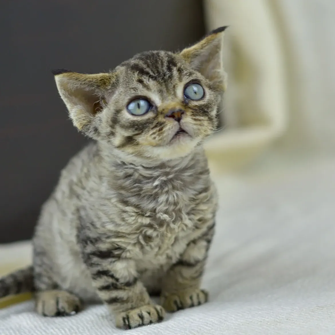 Pokemon — Devon Rex Male