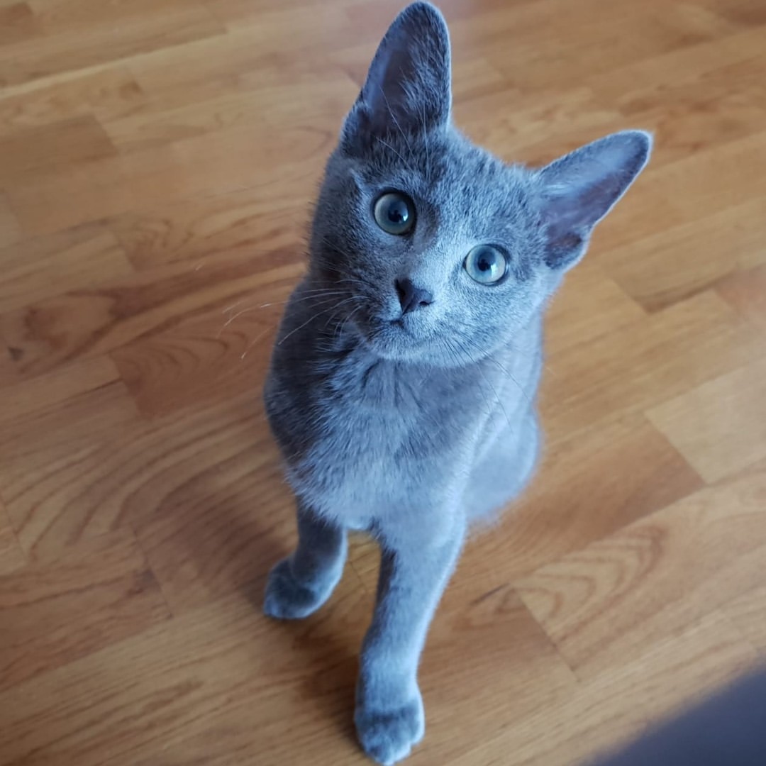 Riley — Russian Blue Female