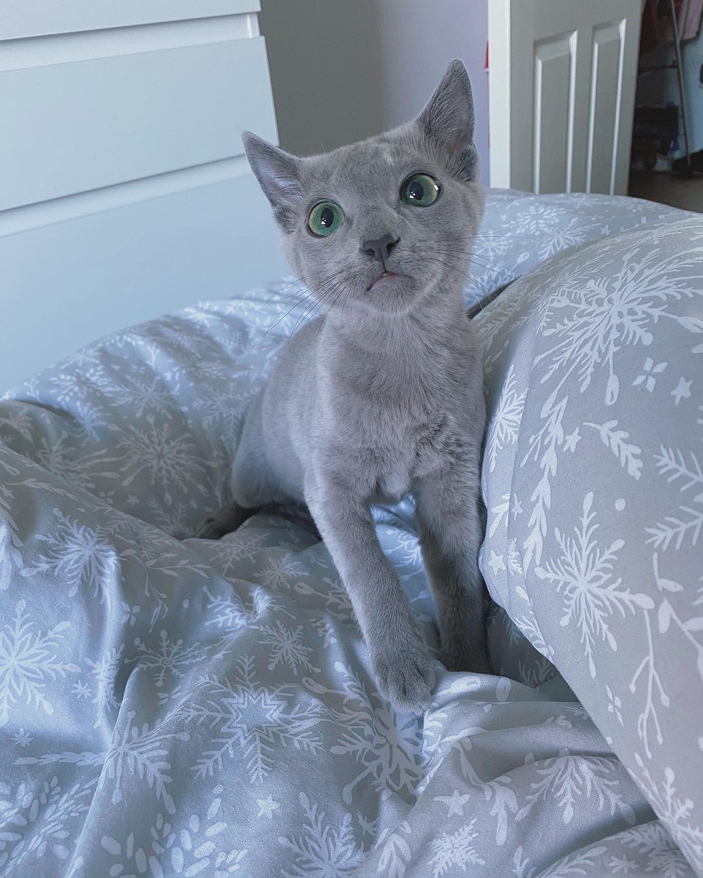 Rio — Russian Blue Male