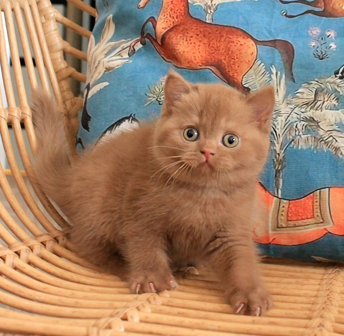 Rosa — British Shorthair Female