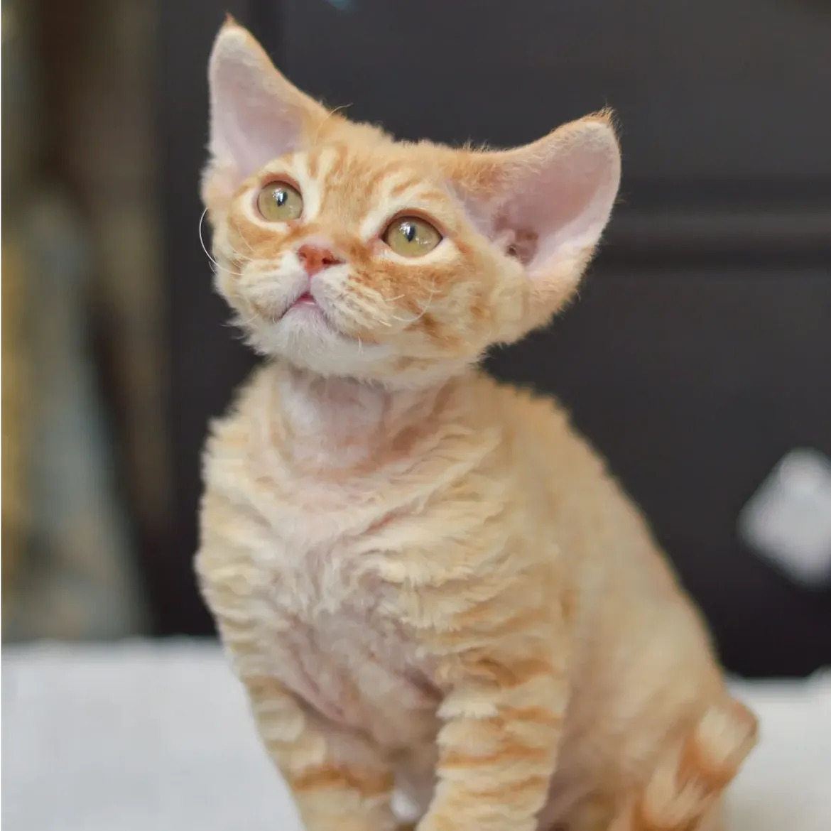 Salvador — Devon Rex Male