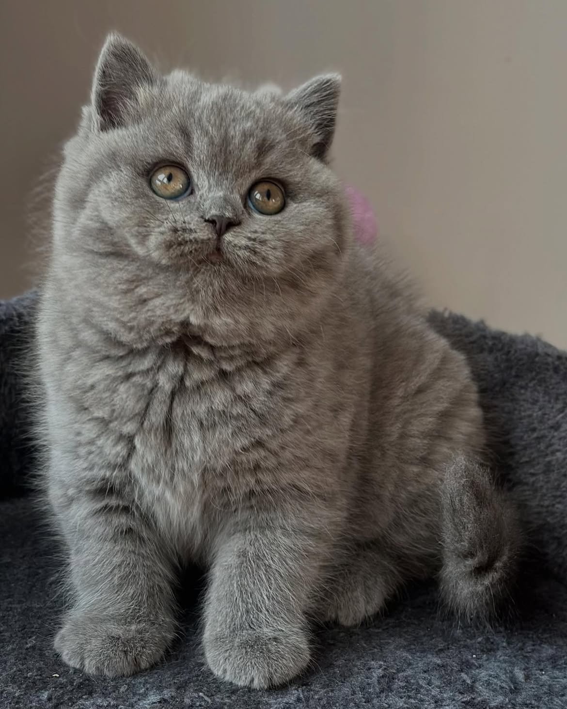 Samorai — British Shorthair Male