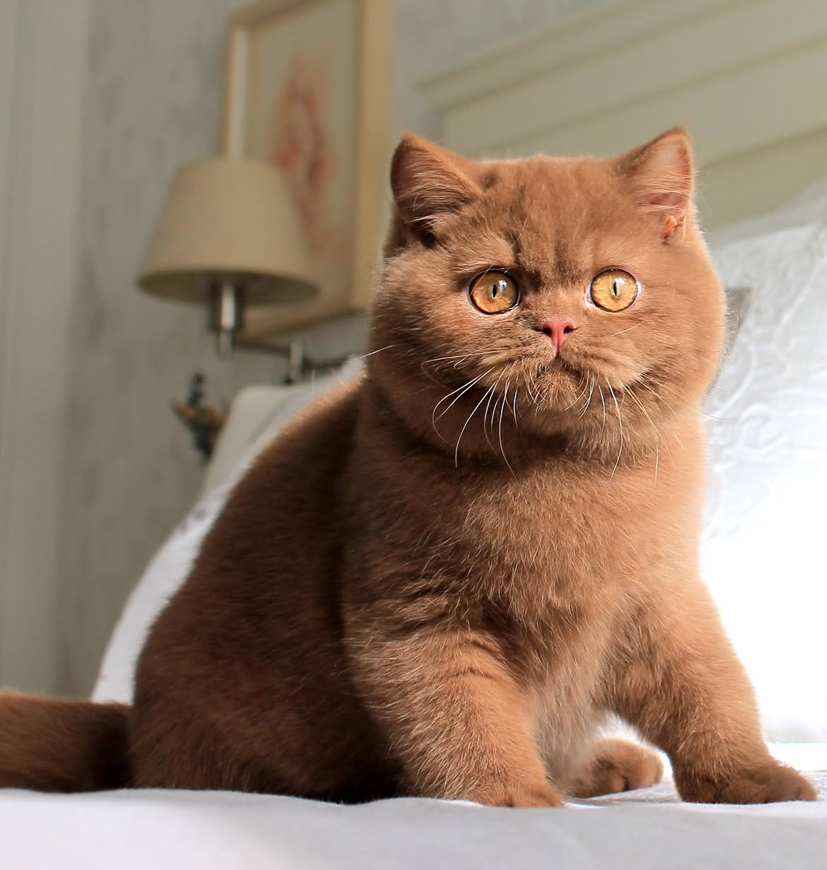 Santiago — British Shorthair Male
