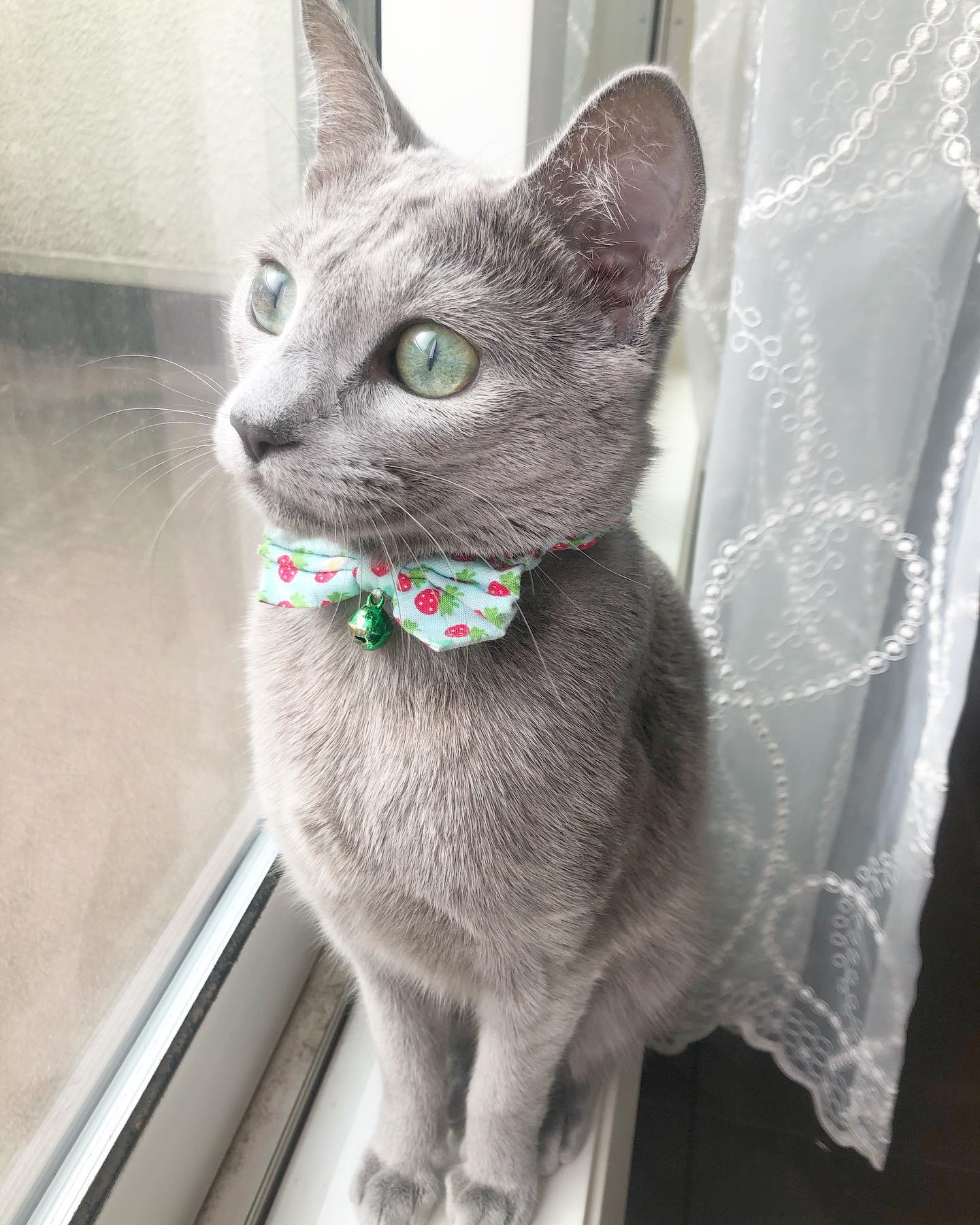 Serena — Russian Blue Female
