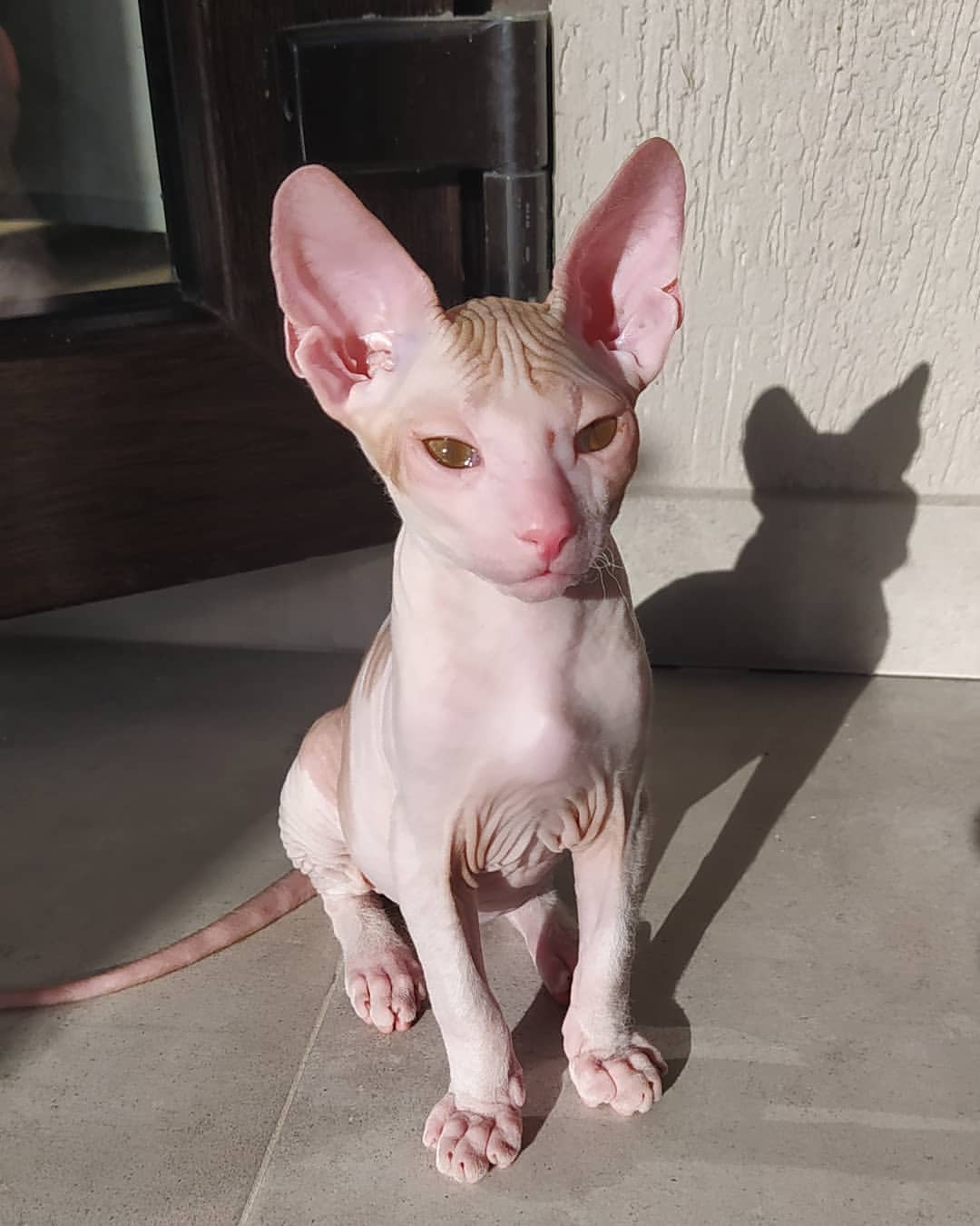 Sofia — Sphynx Female